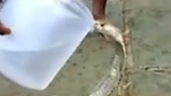 ¡Qué sed! Una amenazadora cobra se rinde por agua - Sputnik Mundo