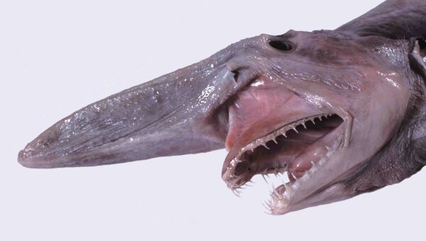 Un tiburón duende - Sputnik Mundo