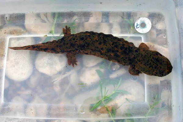 Salamandra americana gigante Salamandra americana gigante - Sputnik Mundo