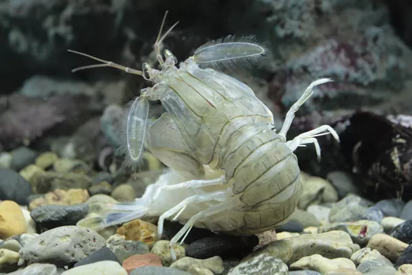 Oratosquilla oratoria Oratosquilla oratoria - Sputnik Mundo