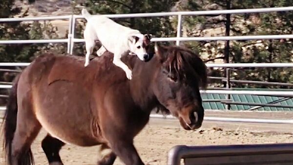 Un jinete canino sorprende a todos con sus trucos - Sputnik Mundo