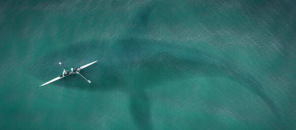 Silueta de un tiburón (imagen referencial) Silueta de un tiburón (imagen referencial) - Sputnik Mundo