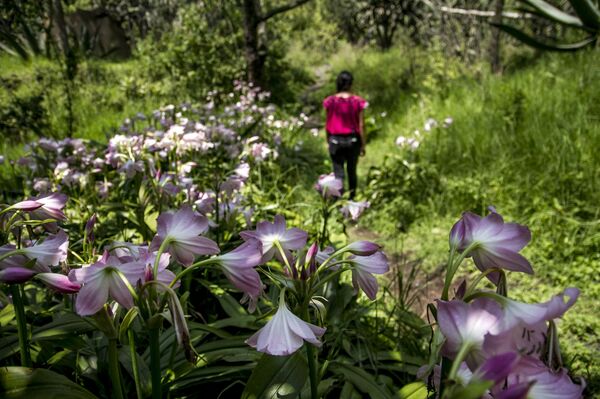 Laura Merida, trabajadora del Museo Anahuacalli del pintor Diego Rivera, en la zona ecológica del lugar - Sputnik Mundo