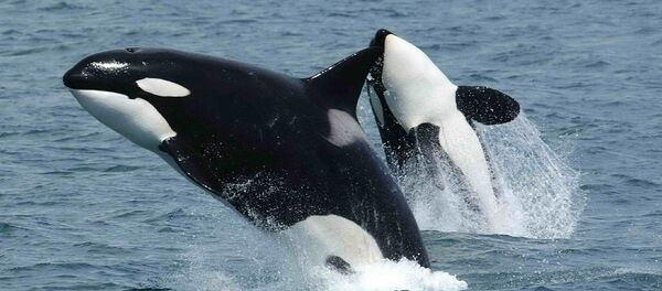 Orcas Orcas - Sputnik Mundo