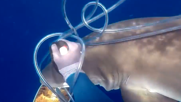 Ni Indiana Jones: un buzo lucha con un machete contra dos tiburones por un atún - Sputnik Mundo