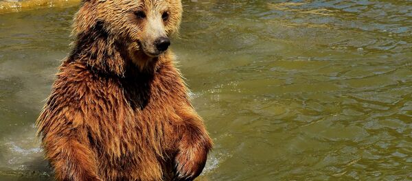 Oso Oso - Sputnik Mundo