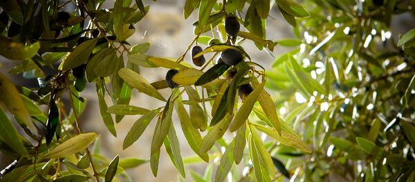 Un olivo (imagen referencial) Un olivo (imagen referencial) - Sputnik Mundo