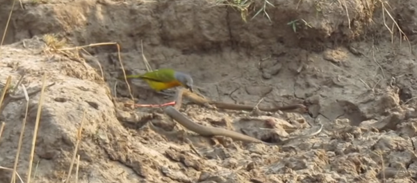 Una pequeña y tierna ave devora las vísceras de una serpiente (todavía viva) Una pequeña y tierna ave devora las vísceras de una serpiente (todavía viva) - Sputnik Mundo