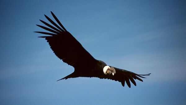 Un cóndor - Sputnik Mundo