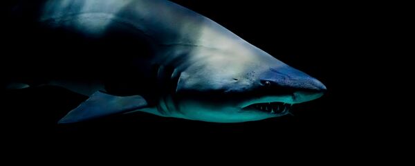 Un tiburón, imagen referencial - Sputnik Mundo