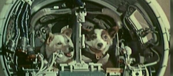 Belka y Strelka, las perritas que conquistaron el espacio hace 58 años - Sputnik Mundo