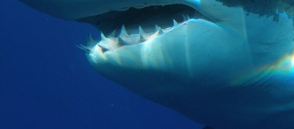 Un tiburón blanco (imagen referencial) - Sputnik Mundo