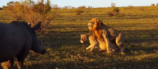 Un rinoceronte interrumpe el coito de los leones Un rinoceronte interrumpe el coito de los leones - Sputnik Mundo