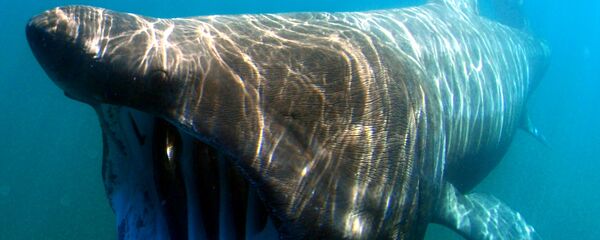 Un tiburón peregrino - Sputnik Mundo