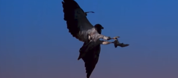 Velocidad vs agilidad: halcones se enfrentan a los murciélagos más ágiles del mundo Velocidad vs agilidad: halcones se enfrentan a los murciélagos más ágiles del mundo - Sputnik Mundo