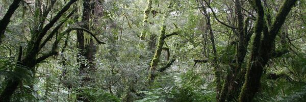 Bosques de Australia Bosques de Australia - Sputnik Mundo
