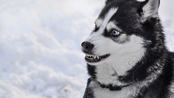 Un perro Husky furioso, imagen referencial - Sputnik Mundo