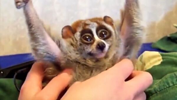La cruel verdad tras los vídeos de 'tiernos y graciosos' lémures - Sputnik Mundo