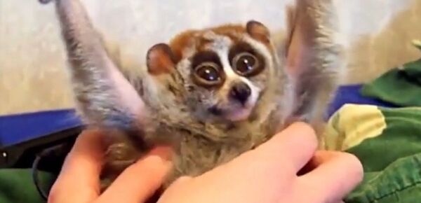 La cruel verdad tras los vídeos de 'tiernos y graciosos' lémures - Sputnik Mundo