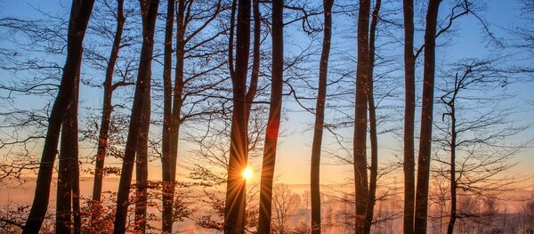Amazonas, bosque - Sputnik Mundo