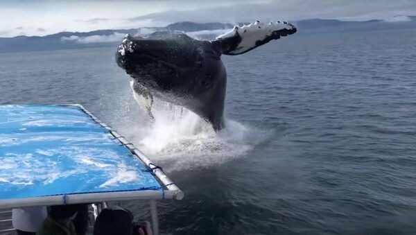 Ballena jorobada salta del agua en Alaska - Sputnik Mundo