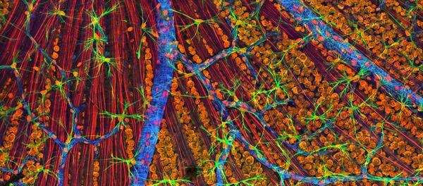 Células, imagen ilustrativa - Sputnik Mundo