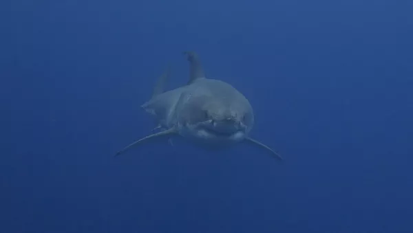 Un tiburón blanco (imagen referencial) - Sputnik Mundo