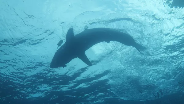 Un tiburón blanco (imagen referencial)