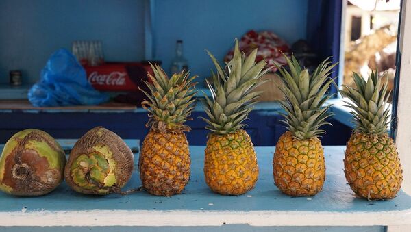 Unas piñas Unas piñas - Sputnik Mundo