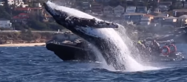 Increíble espectáculo acrobático de ballenas jorobadas - Sputnik Mundo