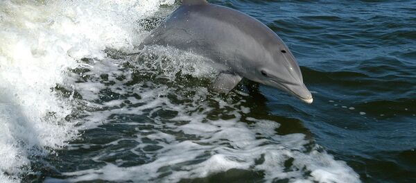 Un delfín, foto de archivo - Sputnik Mundo