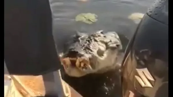 Cocodrilo ataca una lancha en Australia