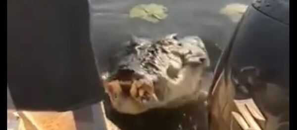 Cocodrilo ataca una lancha en Australia - Sputnik Mundo