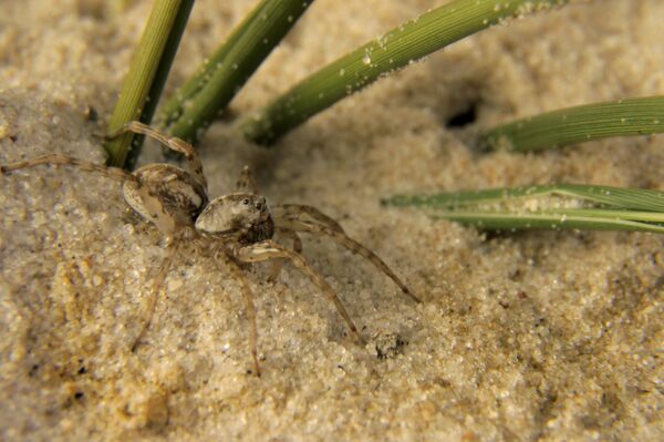 Hembra de la araña blanca de la arena chica Allocosa marindia - Sputnik Mundo