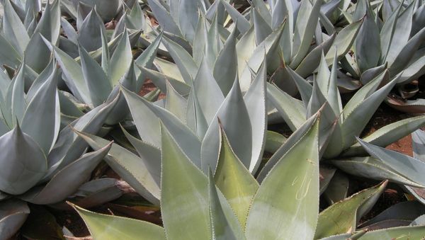 Planta de maguey Planta de maguey - Sputnik Mundo