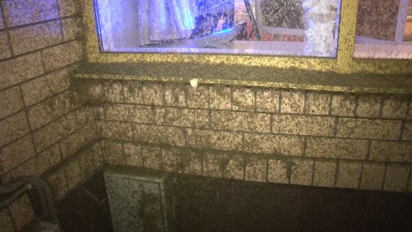 Los vecinos de la ciudad de Taganrog fueron sorprendidos por una invasión de miles y miles de mosquitos - Sputnik Mundo