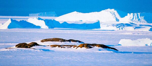 Antártida - Sputnik Mundo