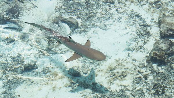 Un tiburón - Sputnik Mundo