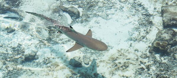 Un tiburón - Sputnik Mundo