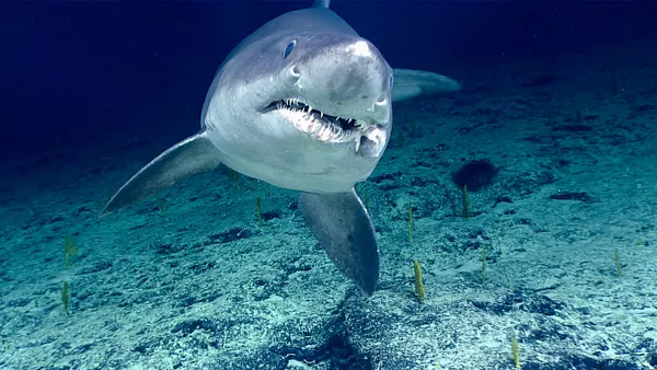 Un tiburón tigre, referencial - Sputnik Mundo