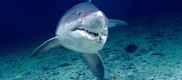 Un tiburón tigre, referencial Un tiburón tigre, referencial - Sputnik Mundo