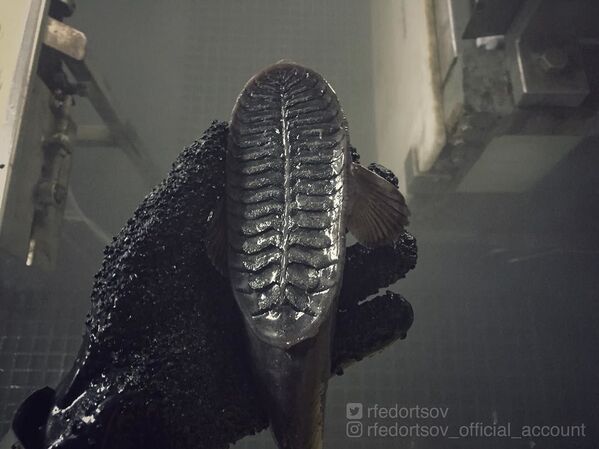 Las misteriosas criaturas que abundan en las profundidades marinas cerca de Rusia Las misteriosas criaturas que abundan en las profundidades marinas cerca de Rusia - Sputnik Mundo