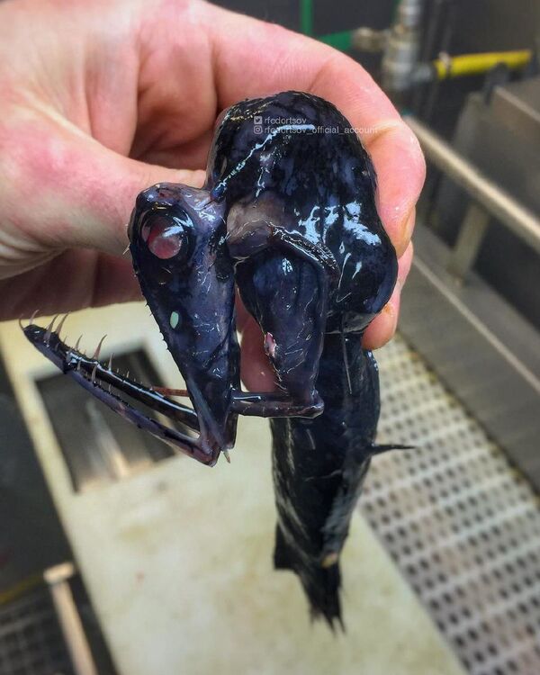 Las misteriosas criaturas que abundan en las profundidades marinas cerca de Rusia Las misteriosas criaturas que abundan en las profundidades marinas cerca de Rusia - Sputnik Mundo