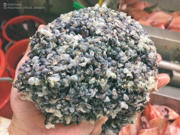 Las misteriosas criaturas que abundan en las profundidades marinas cerca de Rusia Las misteriosas criaturas que abundan en las profundidades marinas cerca de Rusia - Sputnik Mundo