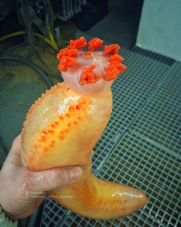 Las misteriosas criaturas que abundan en las profundidades marinas cerca de Rusia Las misteriosas criaturas que abundan en las profundidades marinas cerca de Rusia - Sputnik Mundo