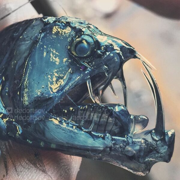 Las misteriosas criaturas que abundan en las profundidades marinas cerca de Rusia Las misteriosas criaturas que abundan en las profundidades marinas cerca de Rusia - Sputnik Mundo