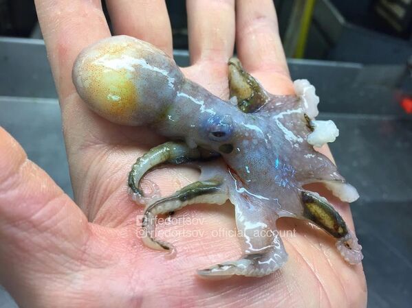 Las misteriosas criaturas que abundan en las profundidades marinas cerca de Rusia Las misteriosas criaturas que abundan en las profundidades marinas cerca de Rusia - Sputnik Mundo