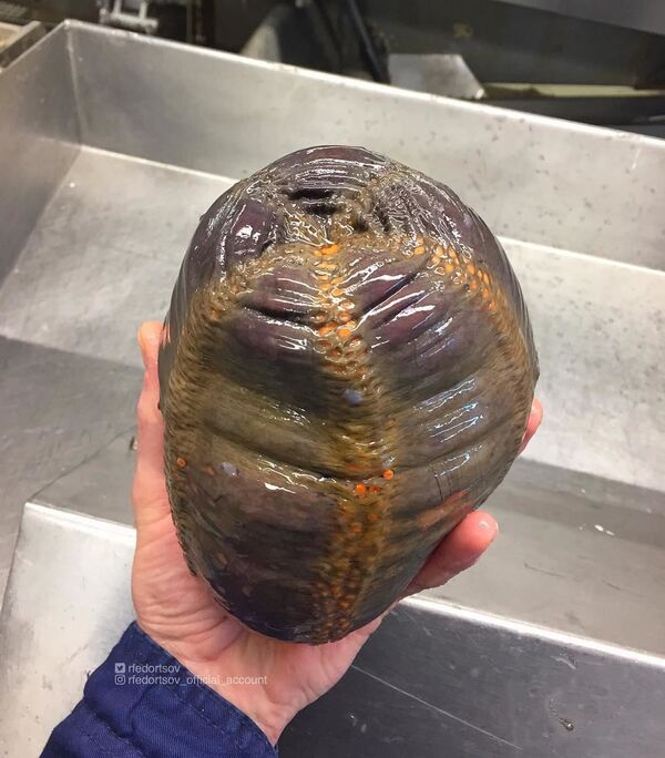 Las misteriosas criaturas que abundan en las profundidades marinas cerca de Rusia Las misteriosas criaturas que abundan en las profundidades marinas cerca de Rusia - Sputnik Mundo