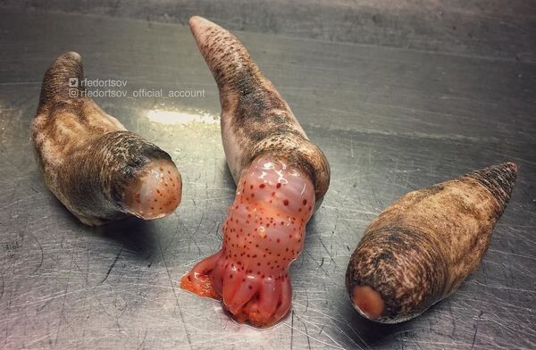 Las misteriosas criaturas que abundan en las profundidades marinas cerca de Rusia Las misteriosas criaturas que abundan en las profundidades marinas cerca de Rusia - Sputnik Mundo