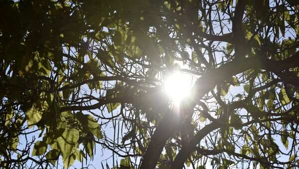 Un árbol (Archivo) - Sputnik Mundo